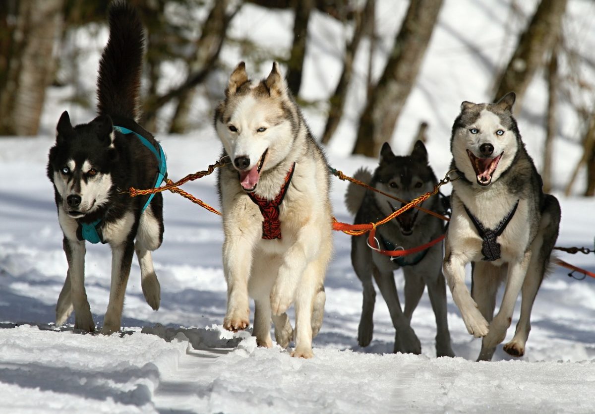 イエローナイフの犬ぞりツアーに参加する人が知っておいたほうが良いこと オーロラ以外の現地ツアー Eastbound